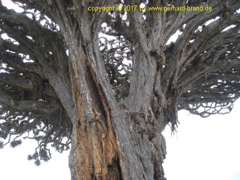 Picture 7: Millennial Dragon Tree (Drago Milenario) at Icod