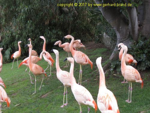 Picture 6: Flamingos in the Loro Parque in Puerto de la Cruz (Tenerife)