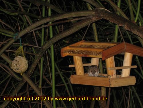 Foto 15: Die Maus im Vogelhaus