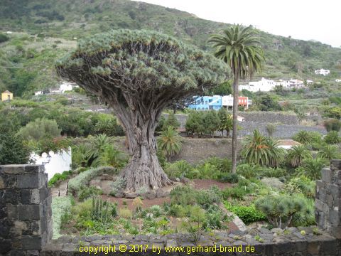 Bild 1: Drachenbaum (Drago Milenario) in Icod