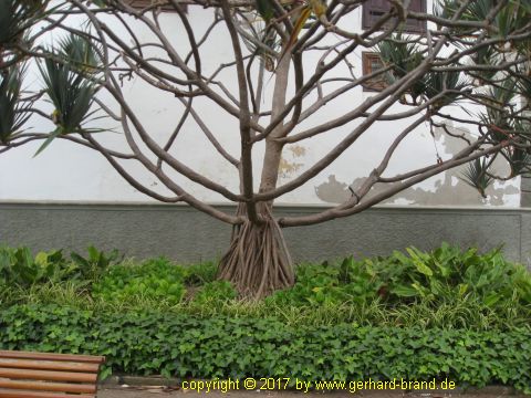 Picture 2: Trees in the Dragon Park (Parque del Drago)