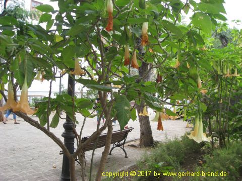 Picture 3: Trees in the Dragon Park (Parque del Drago)