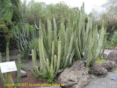 Picture 4: Cactuses in the Dragon Park (Parque del Drago)