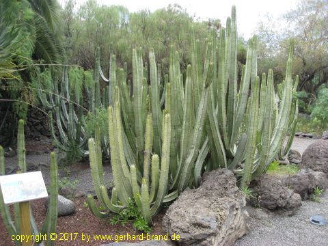 Bild 4: Kakteen im Drachenpark (Parque del Drago)