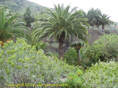 Foto 5: Palmas en el Parque del Drago