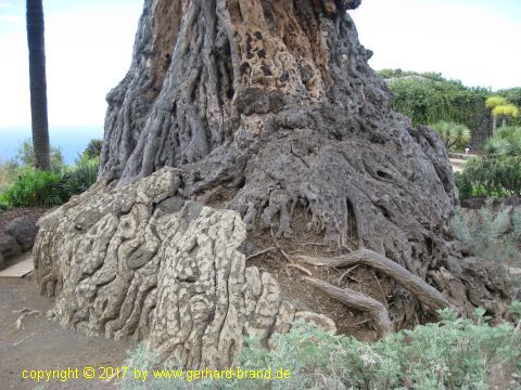 Picture 6: Millennial Dragon Tree (Drago Milenario) at Icod