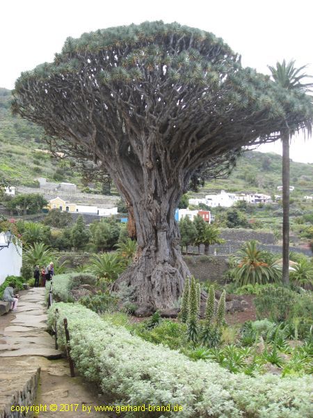 Picture 8: Millennial Dragon Tree (Drago Milenario) at Icod