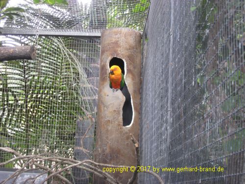 Foto 3: Papagayos en el Loro Parque en Puerto de la Cruz (Tenerife)