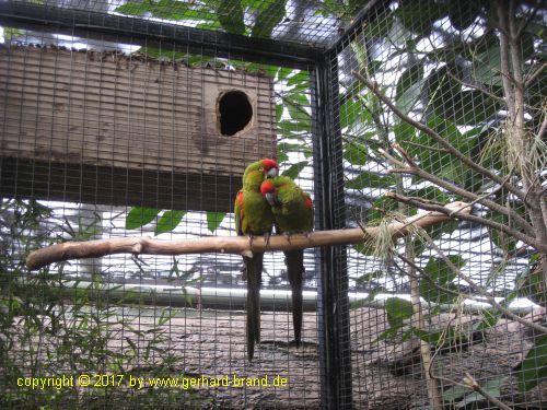Bild 4: Papageien im Loro Park in Puerto de la Cruz (Teneriffa)