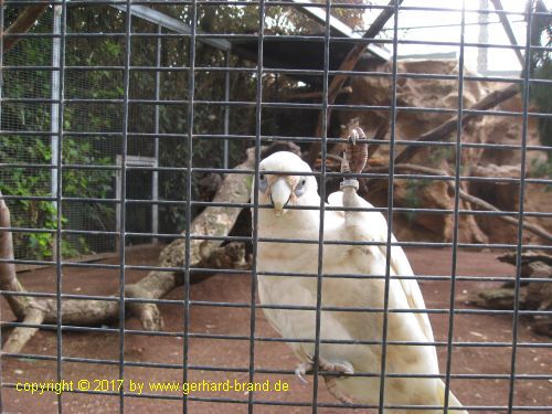 Foto 5: Papagayos en el Loro Parque en Puerto de la Cruz (Tenerife)