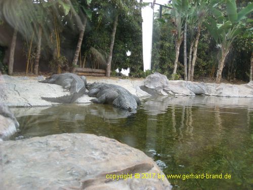Bild 7: Krokodile im Loro Park in Puerto de la Cruz (Teneriffa)