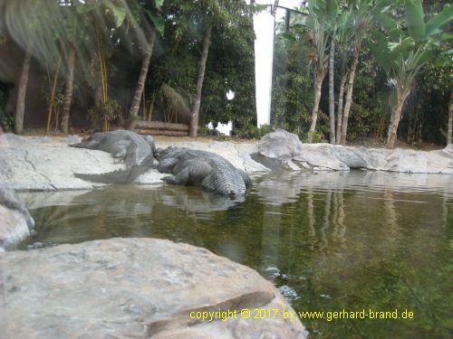 Foto 7: Cocodrilos en el Loro Parque en Puerto de la Cruz (Tenerife)