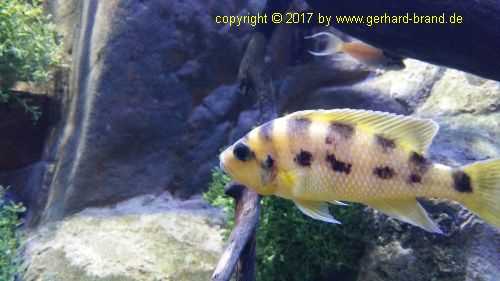 Picture 8: Aquarium in the Loro Parque in Puerto de la Cruz (Tenerife)