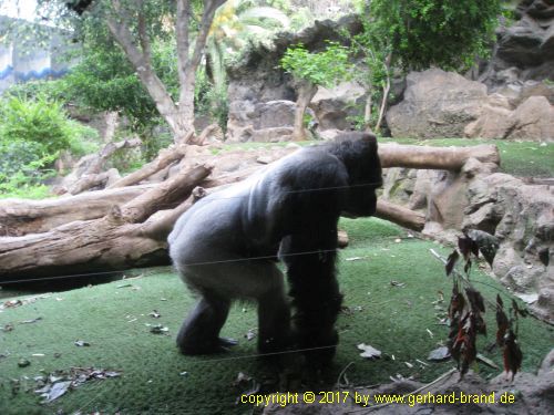 Bild 9: Gorillas im Loro Park in Puerto de la Cruz (Teneriffa)