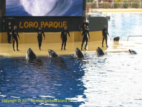 Bild 12: Orca-Show im Loro Park in Puerto de la Cruz (Teneriffa)