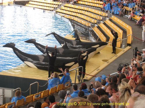 Bild 13: Orca-Show im Loro Park in Puerto de la Cruz (Teneriffa)