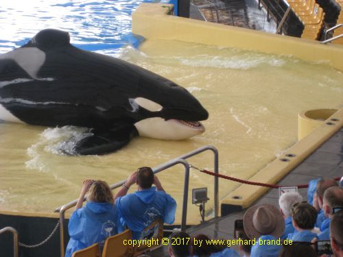 Bild 14: Orca-Show im Loro Park in Puerto de la Cruz (Teneriffa)