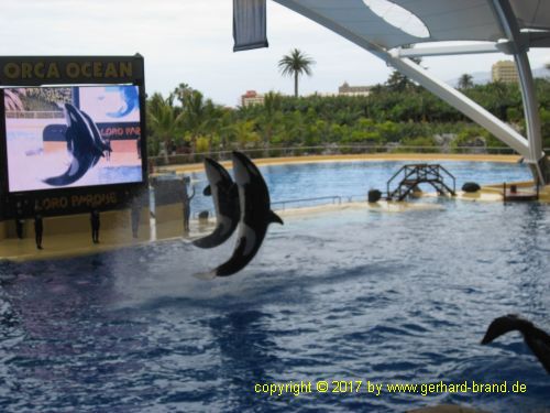 Picture 15: Orca Show in the Loro Parque in Puerto de la Cruz (Tenerife)
