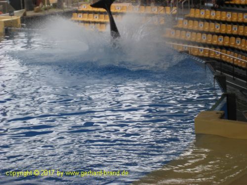 Bild 16: Orca-Show im Loro Park in Puerto de la Cruz (Teneriffa)