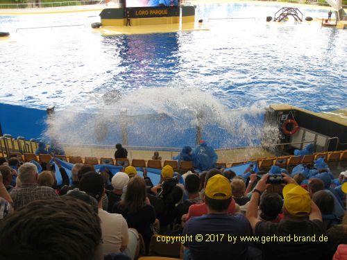 Bild 17: Orca-Show im Loro Park in Puerto de la Cruz (Teneriffa)