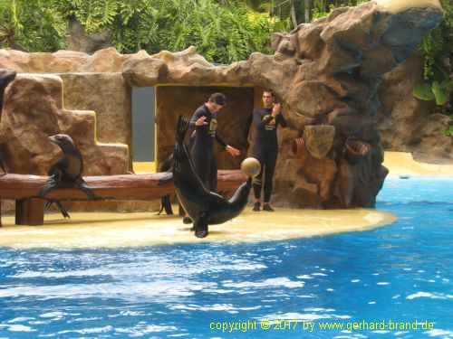 Picture 19: Sea Lions Show in the Loro Parque in Puerto de la Cruz (Tenerife)