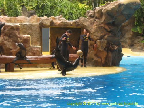 Foto 19: Leones Marinos Show en el Loro Parque en Puerto de la Cruz (Tenerife)