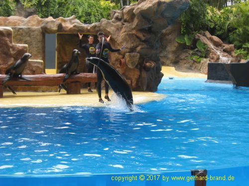 Foto 20: Leones Marinos Show en el Loro Parque en Puerto de la Cruz (Tenerife)