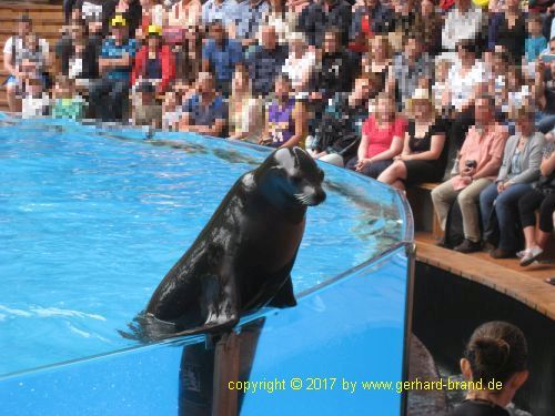 Bild 21: Seelöwen-Show im Loro Park in Puerto de la Cruz (Teneriffa)