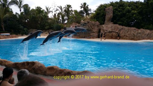 Bild 23: Delfin-Show im Loro Park in Puerto de la Cruz (Teneriffa)
