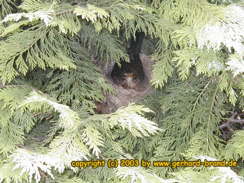 Bild 4: Eine Amsel-Mama auf ihrem Nest