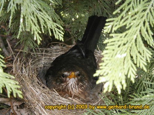 Bild 5: Eine Amsel-Mama nicht erfreut 