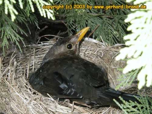 Picture 6: A blackbird turned around