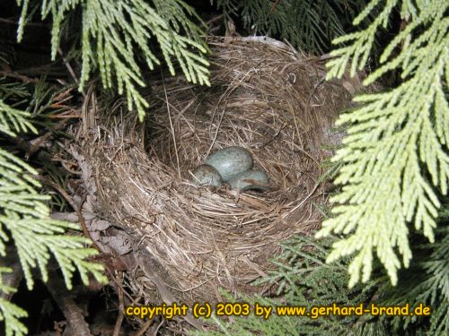 Foto 7: Cinco huevos en el nido del mirlo