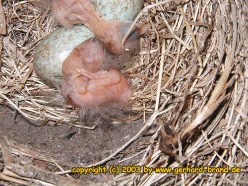 Picture 9: The young ones are beginning to hatch out