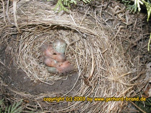 Foto 10: Los pichones han salido de los huevos