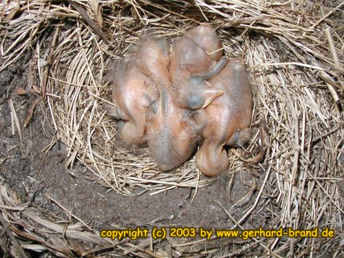 Bild 12: Die Amsel-Jungen nach 14 Tagen