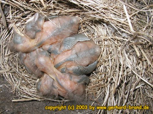 Picture 13: The blackbird young ones after 15 Days