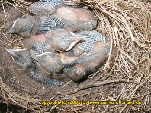 Foto 15: Los pichones del mirlo después de 17 días 