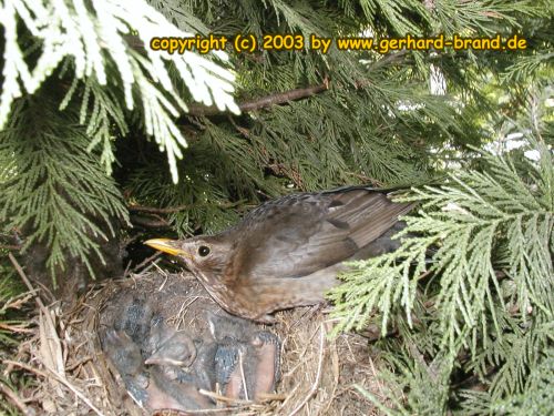 Bild 16: Amsel-Mama bewacht ihre Kinder