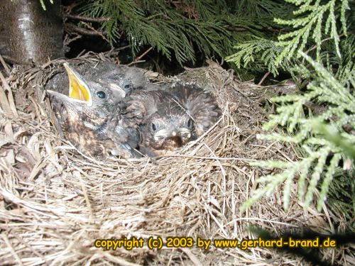 Picture 17: The blackbird young ones after 20 Days