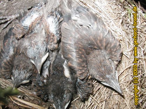 Bild 18: Die Amsel-Jungen nach 20 Tagen