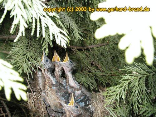 Picture 20: Hungry blackbird babies 