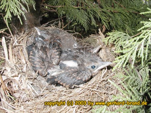 Bild 21: Die Amsel-Jungen nach 21 Tagen