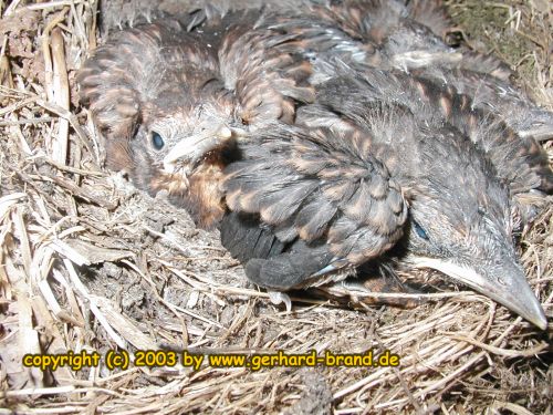 Bild 22: Die Amsel-Jungen nach 21 Tagen