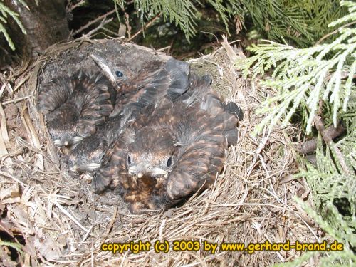 Picture 23: The blackbird young ones after 22 Days