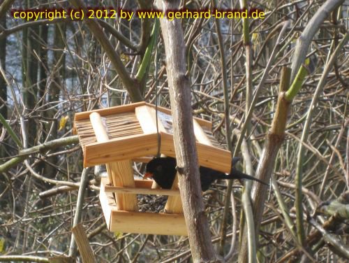 Foto 5: Die Amsel (Turdus merula)