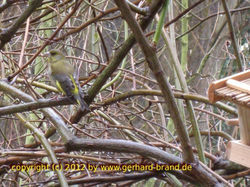 Picture 4: The greenfinch (Carduelis chloris)