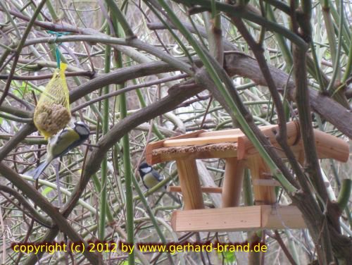 Foto 1: El carbonero común (Parus major)