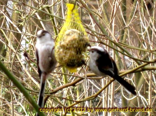 Foto 3: Die Schwanzmeise (Aegithalos caudatus)